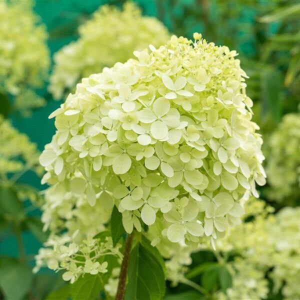 Aedhortensia 'Little Lime' C5/P23