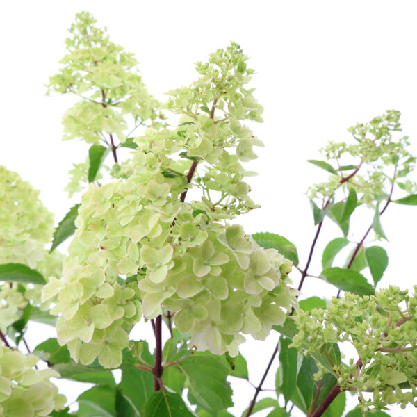 Aedhortensia 'Fraise Melba' C10/P29 60-80cm