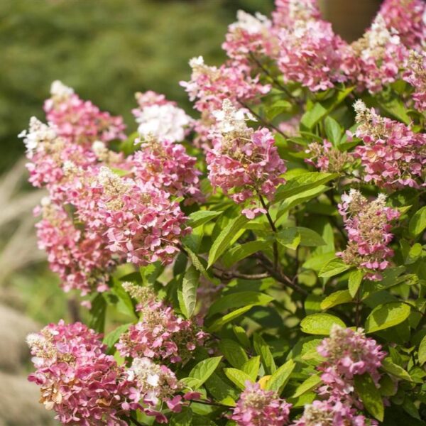 Aedhortensia 'Pinky Winky' P45 130cm 80cm tüvel