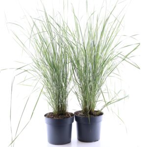 Teravaõiene kastik ‘Overdam’ C3/P19