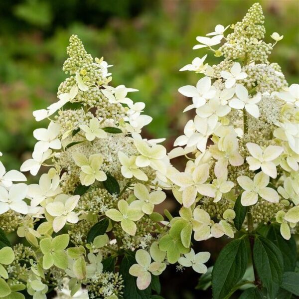 Aedhortensia 'Confetti' P29