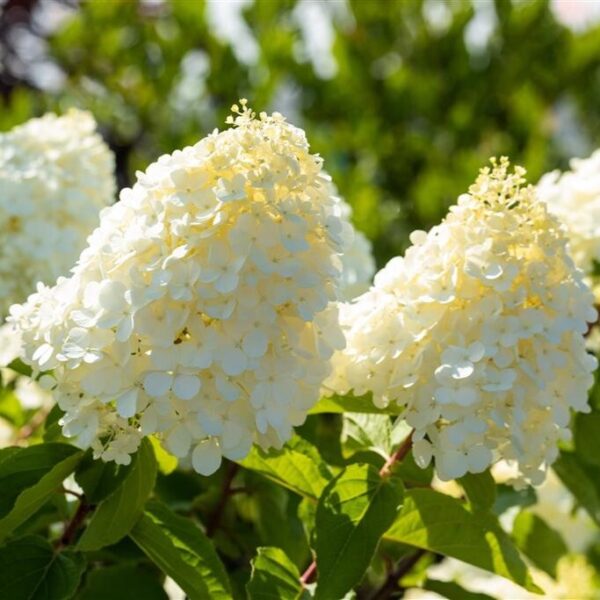 Aedhortensia 'Polar Bear' P40 90cm