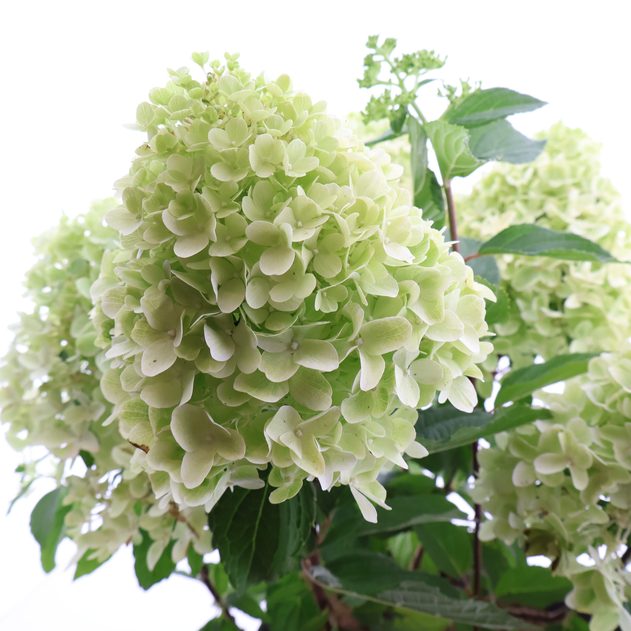 Aedhortensia ‘Little Fresco’ P26 40cm