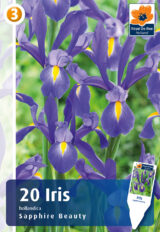 Hollandi iiris ‘Sapphire Beauty’ 20tk