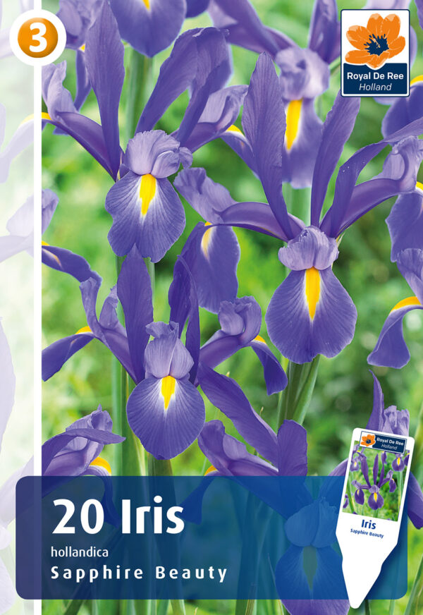 Hollandi iiris 'Sapphire Beauty' 20tk