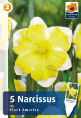 Nartsiss ‘Plant America’ 5tk