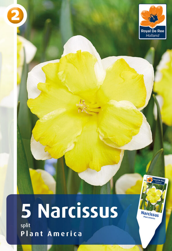 Nartsiss 'Plant America' 5tk