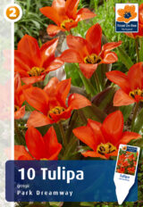 Greigi tulp ‘Park Dreamway’ 10tk