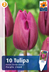 Tulp ‘Purple Cloud’ 10tk