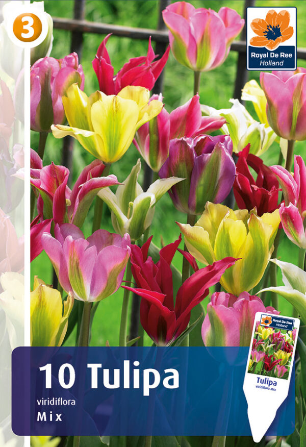 Rohelisekirjude segu tulp 10tk