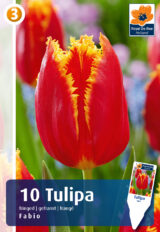 Tulp ‘Fabio’ 10tk