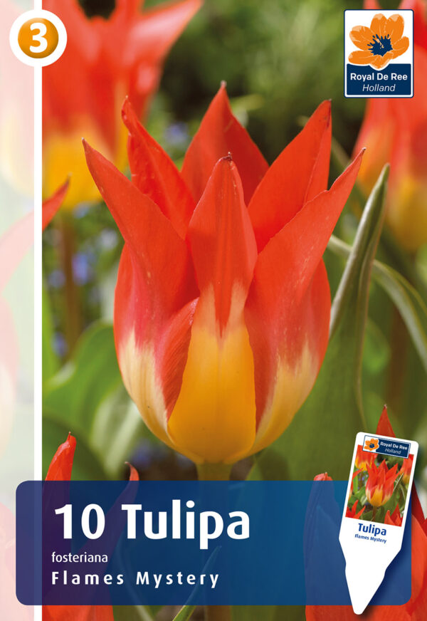 Tulp 'Flames Mystery' 10tk