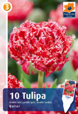 Tulp ‘Qatar’ 10tk