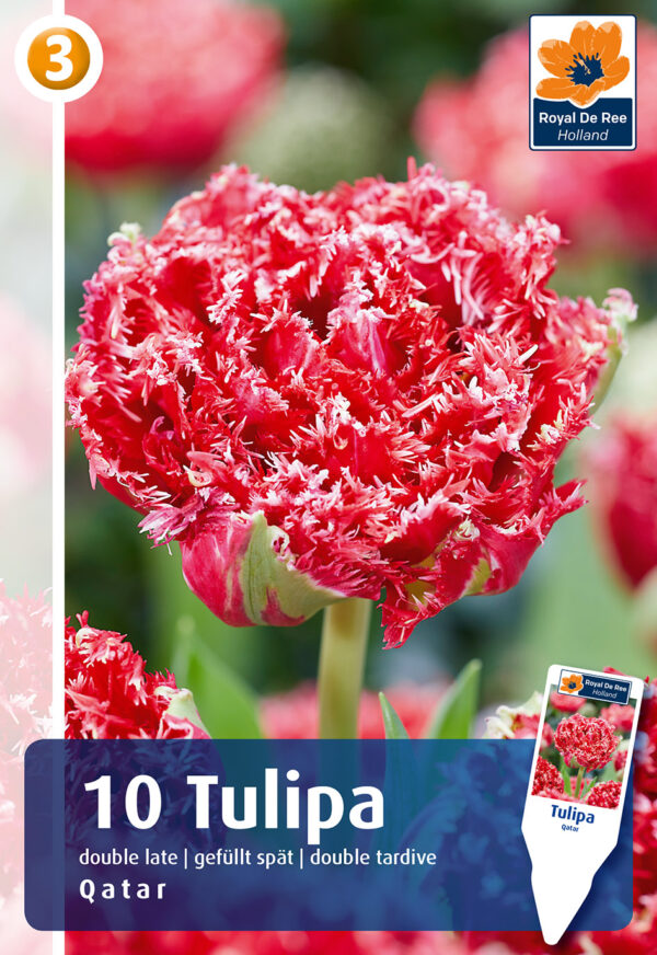 Tulp 'Qatar' 10tk