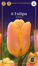 Tulp ‘Bellville’ 8tk