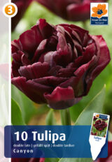 Tulp ‘Canyon’ 10tk