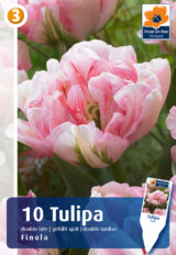 Tulp ‘Finola’ 10tk