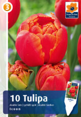 Tulp ‘Icoon’ 10tk