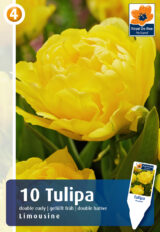 Tulp ‘Limousine’ 10tk