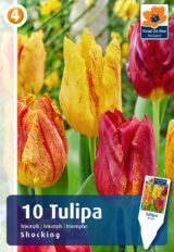 Tulp ‘Shocking’ 10tk