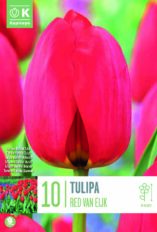 Tulp ‘Red Van Eijk’ 10tk