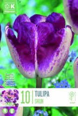 Tulp ‘Shiun’ 10tk