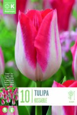 Tulp ‘Kissable’ 10tk