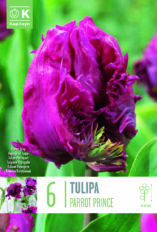 Tulp ‘Parrot Prince’ 6tk