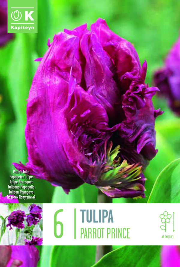 Tulp 'Parrot Prince' 6tk