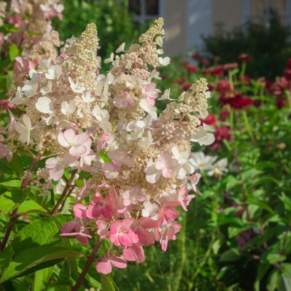 Aedhortensia 'Pinky Winky' P19 30cm