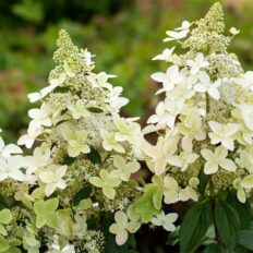 Aedhortensia ‘Confetti’ P21 40cm