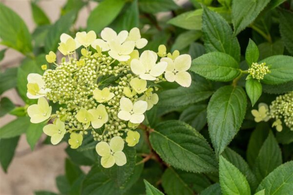 Aedhortensia 'Confetti' P21 40cm