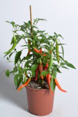 Harilik paprika 40cm P14