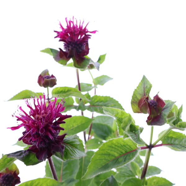 Monarda 'Bee-True' C1,6 /Eestis kasvatatud