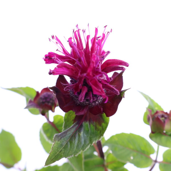 Monarda 'Bee-True' C1,6 /Eestis kasvatatud