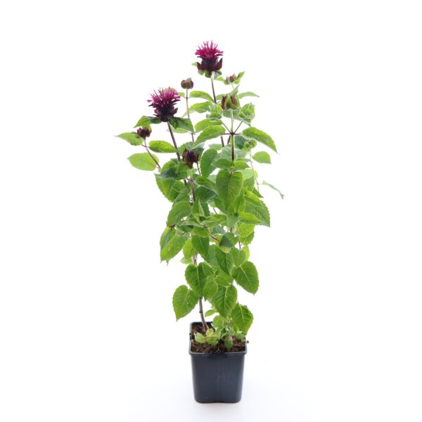 Monarda 'Bee-True' C1,6 /Eestis kasvatatud