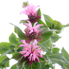 Monarda ‘Bee-Lieve’ C1,6 /Eestis kasvatatud