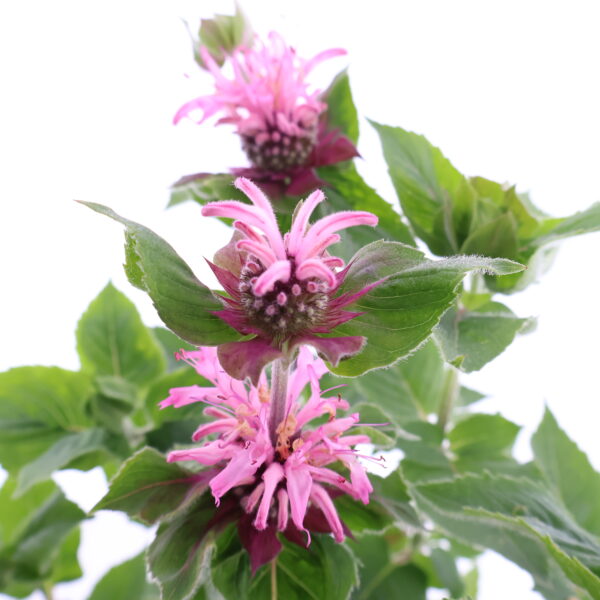 Monarda 'Bee-Lieve' C1,6 /Eestis kasvatatud