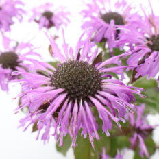 Monarda ‘Blue Moon’ C2 /Eestis kasvatatud