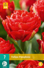 Tulp ‘Pamplona’ 7tk