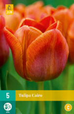 Tulp ‘Cairo’ 5tk