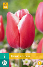 Tulp ‘Universum’ 7tk