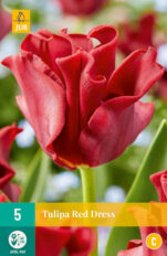 Tulp ‘Red Dress’ 5tk