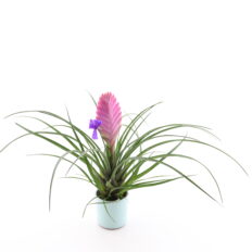 Sinine tillandsia P5 ümbrispotis