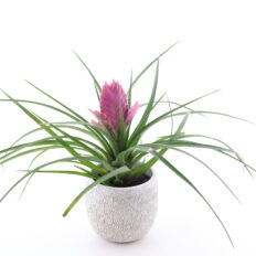 Sinine tillandsia ‘Josee’ P9