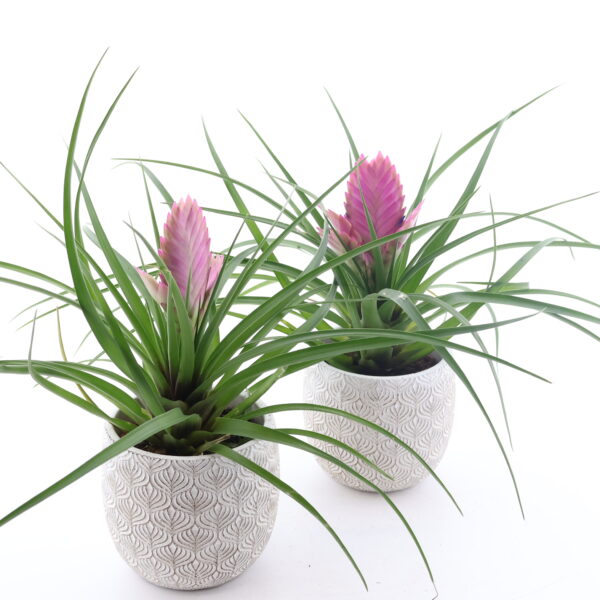 Sinine tillandsia 'Josee' P9