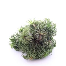 Tillandsia Magic Ball õhulill