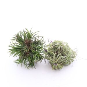 Tillandsia (õhulill) XXL