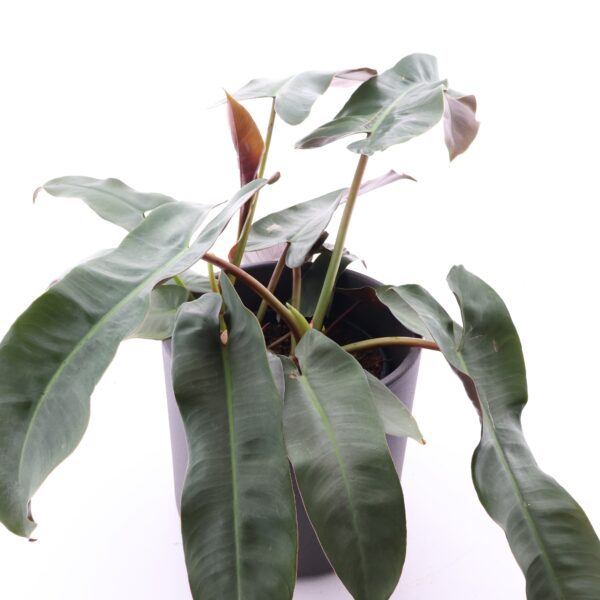 Filodendron Atabapoense Silver P15 amplis