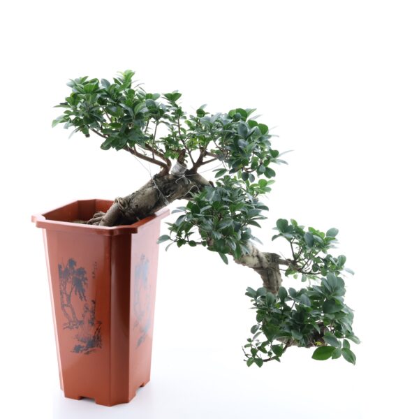 Väikeseviljaline viigipuu Ginseng P30 XL bonsai